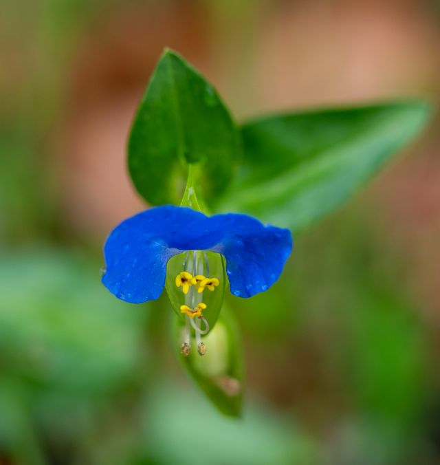 Commelina communis (Monocotyledones... Commelinaceae)